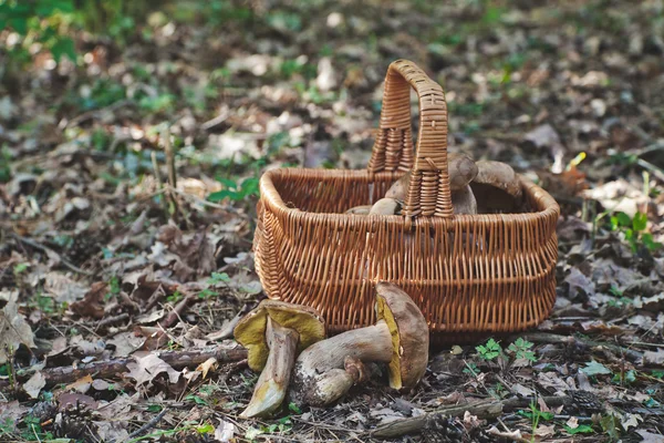 Vreugde van de Plukker van de paddestoel. Verse porcini paddestoelen in bos. — Stockfoto