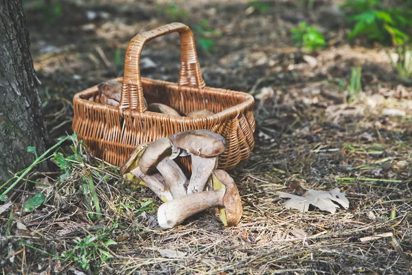 Group of white mushrooms near wicker basket in forest — Stock Photo, Image