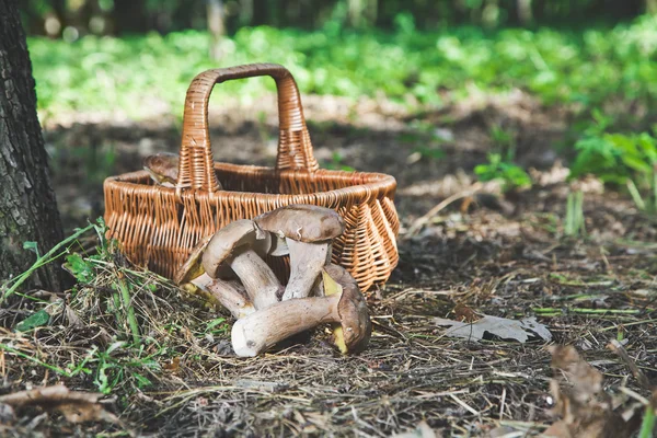 大群的柳条篮子在森林附近的白菇 — 图库照片