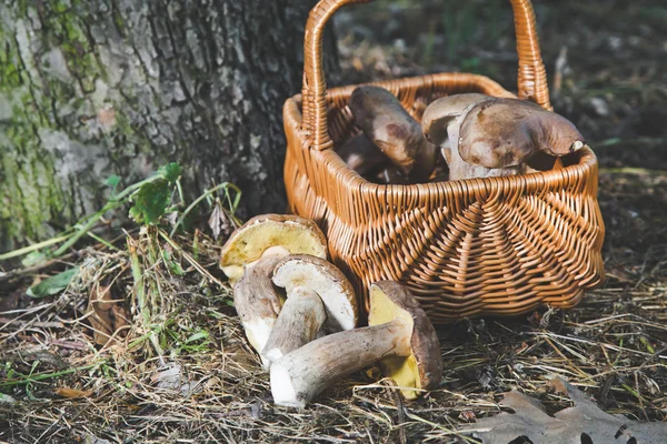 Группа белых грибов возле плетеной корзины в лесу — стоковое фото