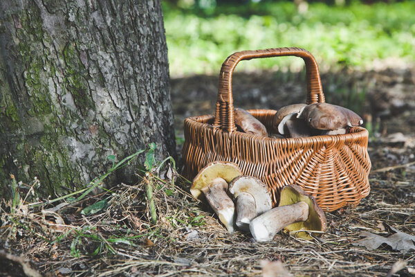 Group of white mushrooms near wicker basket in forest