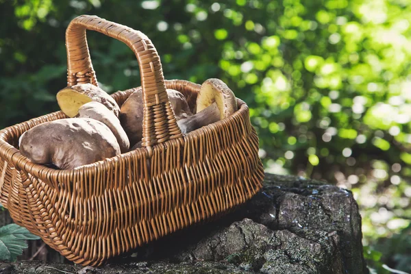 Forest idyll. Basket with mushrooms on a beautiful tree stump. — Stock Photo, Image