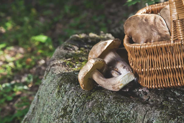 Forest idylle. Mand met paddestoelen op een mooie boomstronk. — Stockfoto