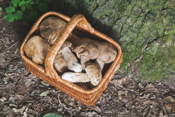 Full wicker basket of fresh white mushrooms in the forest — Stock Image Full wicker basket of fresh white mushrooms in the forest Royalty Free Stock Photos