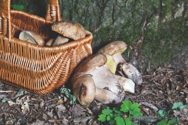 Mantar seçici hayalini. Porcini mantar sepeti.