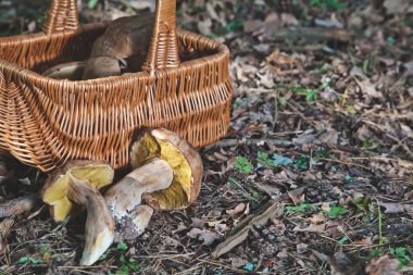 Mantar seçici sevinci. Ormandaki taze porcini mantar.