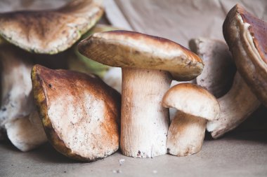 Ceps, sadece bir meşe ormanında kesmek 