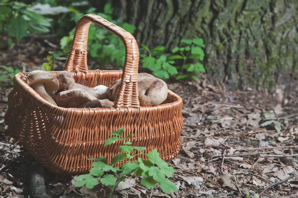 Geoogste witte champignons in een rieten mand in het forest — Stockfoto