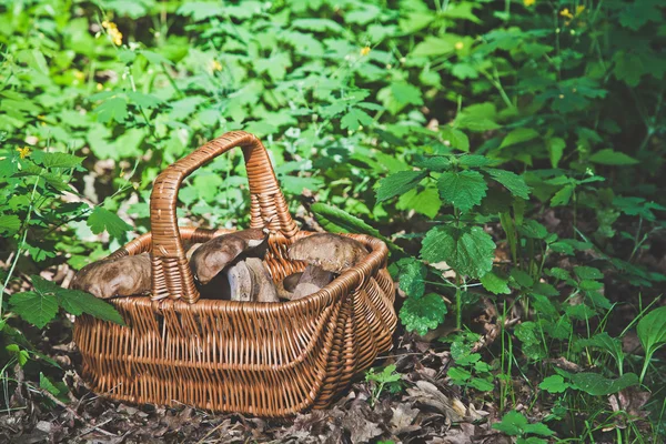 De giften van het forest. Witte champignons in rieten mand — Stockfoto