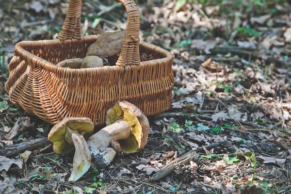 Joie du cueilleur de champignons. Champignons porcini frais dans la forêt . — Photo