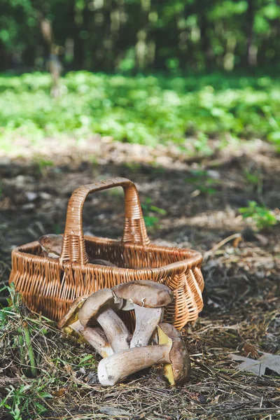 Geoogste verse witte champignons in een zonnige forest — Stockfoto