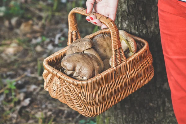 Happiness of mushroom picker. Basket with white porcini mushroom — Stock Photo, Image