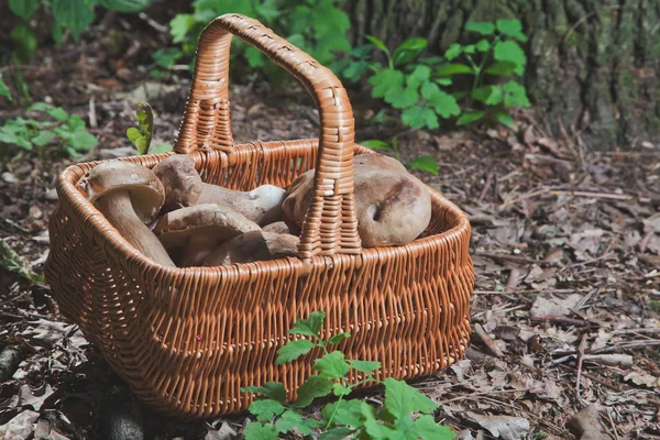Cogumelos brancos colhidos em uma cesta de vime na floresta — Fotografia de Stock