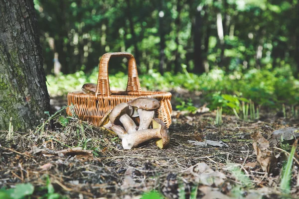 大群的柳条篮子在森林附近的白菇 — 图库照片