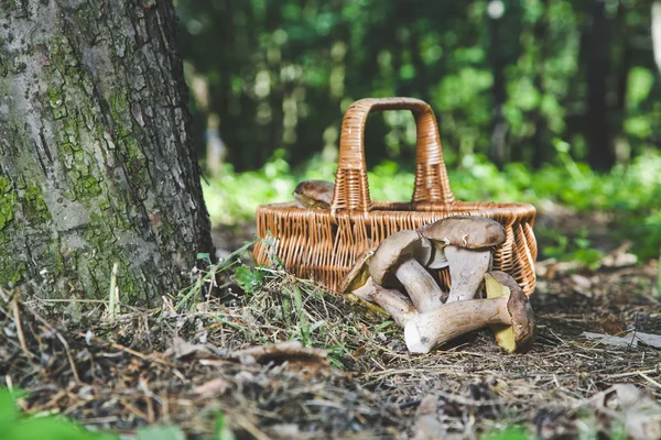 Groep van witte champignons in de buurt van rieten mand in bos — Stockfoto