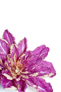 Mor Çin lahanası, yaprakları beyaz bir sırtüstü uzanmış çiçek şeklinde.