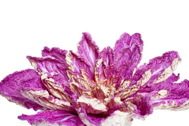 Mor Çin lahanası, yaprakları beyaz bir sırtüstü uzanmış çiçek şeklinde.