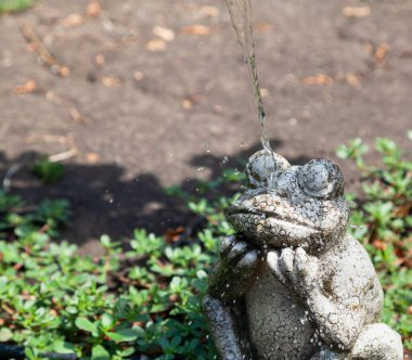 Çiçek tarhında taş bir kurbağa heykeli bulunur. Kafasından aşağı bir su fışkırıyor. Kapat.
