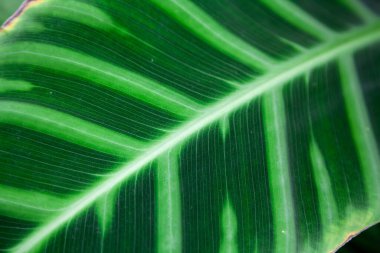 Canlı Calathea Zebrina yaprağı açık yeşil kadife yapraklar üzerinde koyu yeşil çizgiler çiziyor. Doğal dokuları ve tropikal botanik detayları yakalayan yüksek açılı bir yakın çekim.