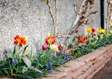 Bahçede ilk çiçek