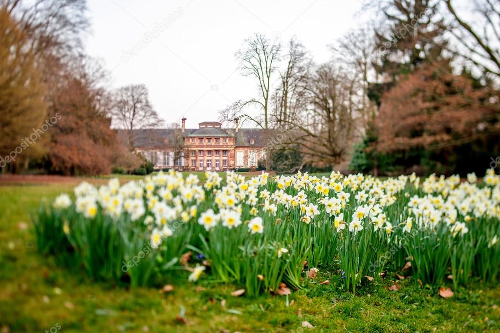 daffodils flower field in Orangerie park