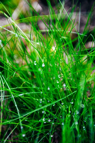 Close-up de grama hoarfrost — Fotografia de Stock