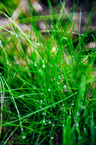 Close-up of hoarfrost grass — Stock Photo, Image