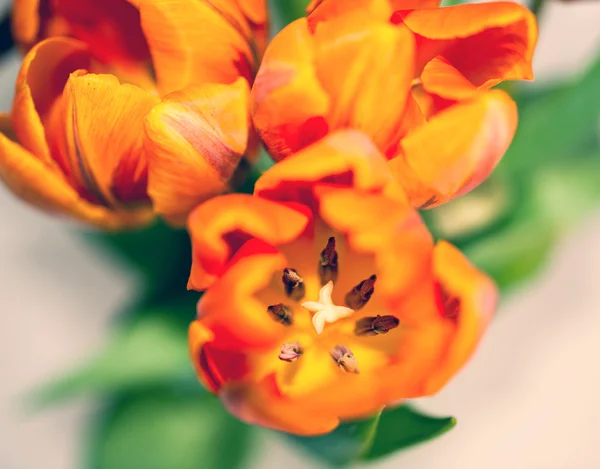 Laranja fresca e tulipa vermelha — Fotografia de Stock