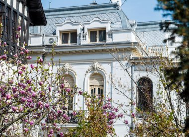 güzel pembe Manolya çiçek lüks evin önünde