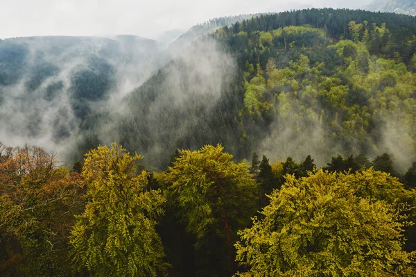 Vista aérea de árvores perenes e grande floresta — Fotografia de Stock