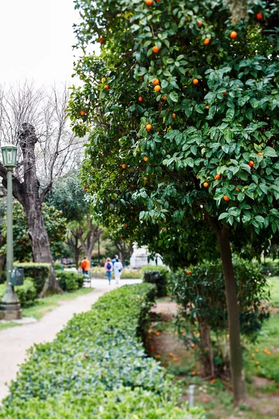 Orange tree in the National Garden or the Royal Garden, — Stock Photo, Image