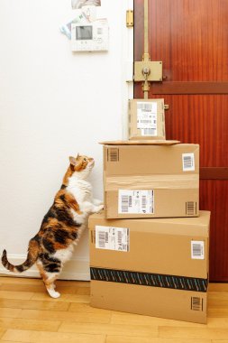 Meraklı kedi insepcting Amazon Prime boksör