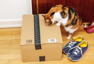 Amazon kutusu kapıda teftiş meraklı komik kedi
