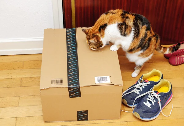 Curioso gato divertido inspeccionando Amazon caja en la puerta —  Fotos de Stock