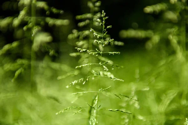 Nahaufnahme Makro-Detail von hohem Gras mit Tannenform — Stockfoto