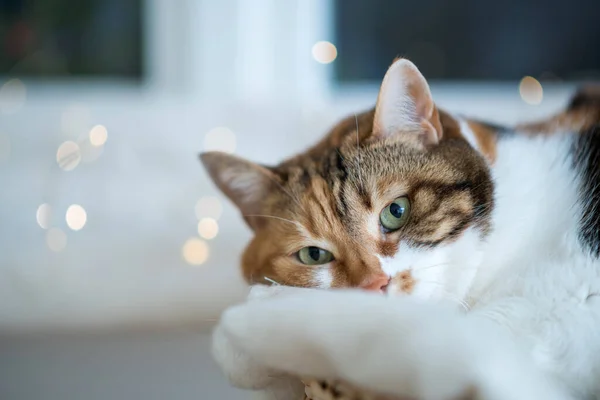 Charmant chat aux yeux verts dormant sur l'arbre avec des lumières de Noël bokeh déconcentrées dans — Photo