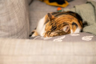 Kanepe yastığında uyuyan küçük sevimli kedi manzarası.
