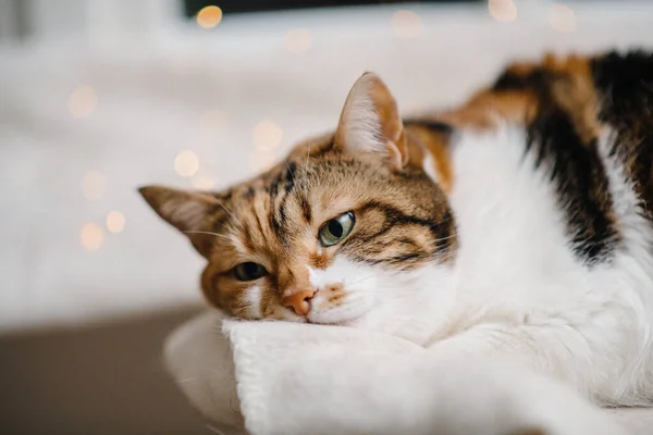 Вид сбоку грустной кошки с застенчивым выражением лица на кровати — стоковое фото
