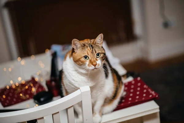 Curious cat on the table with her cute questionable expression - defocused bokeh — Stock Photo, Image