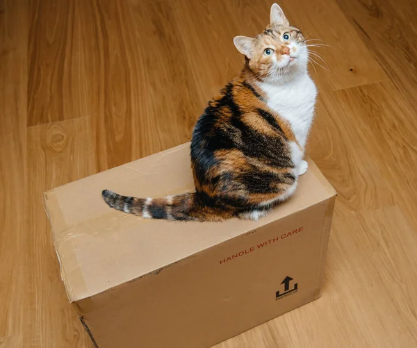 View from above at the curious feline cat sitting on the cardboard parcel — Stock Photo, Image