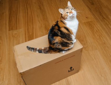 Yukarıdan, karton paketin üzerinde oturan sevimli kedi yüzlü kediye bakın.