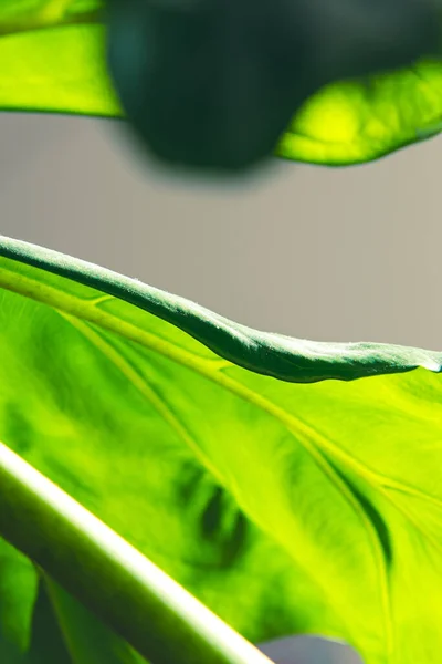 Nahaufnahme Makro-Ansicht durch Blätter einer Pflanze mit leuchtendem Grün — Stockfoto