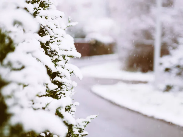 在城市的冬天，城市街道上的thuja树枝上结着大雪 — 图库照片