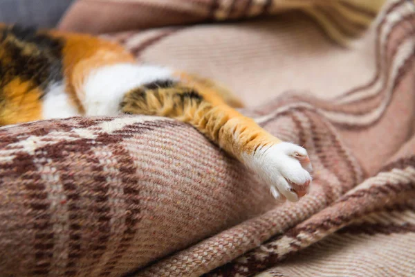 Macro shot de un gato pierna relajado soñando en el clásico británico modelado edredón — Foto de Stock