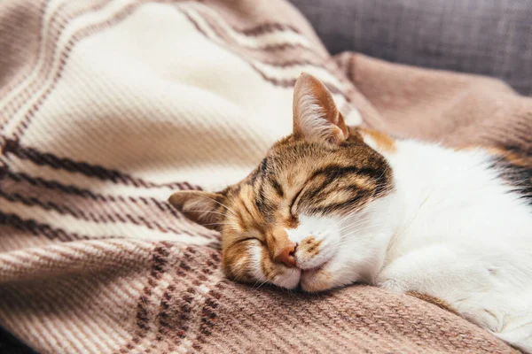 Nahaufnahme einer niedlichen gestromten Katze, die mit einem Lächeln auf dem Wohnzimmersofa schläft — Stockfoto