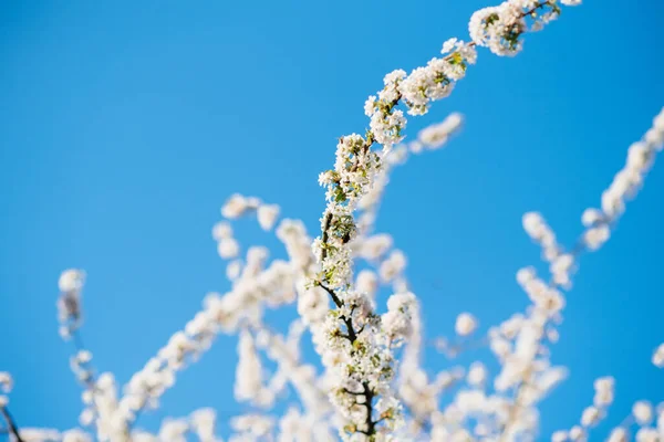 V květu sakura třešeň větev s více květinami — Stock fotografie