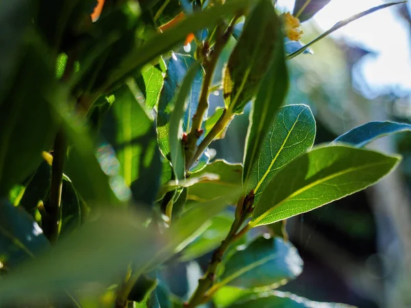 Vista macro de cerca de las hojas verdes de laurel Laurus nobilis con destello de luz solar — Foto de Stock
