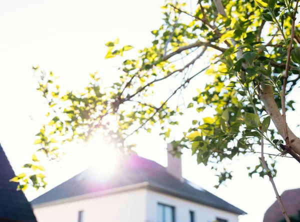 Veduta del ramo lilla con casa sfocata sullo sfondo — Foto Stock