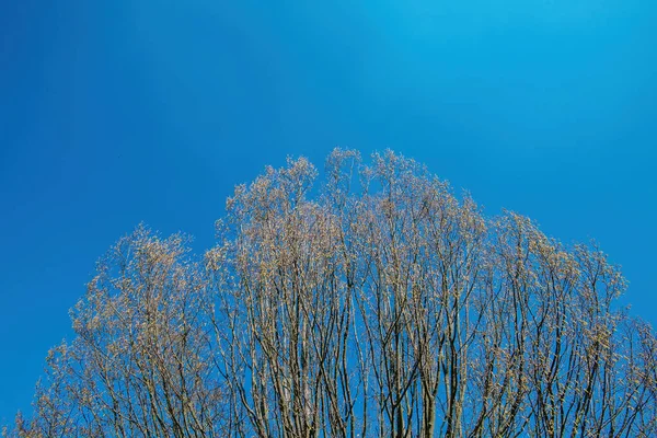 Gran dosel de álamo en primavera con cielo azul claro —  Fotos de Stock