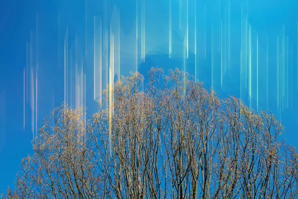 Baharda açık mavi gökyüzü olan büyük kavak ağacı örtüsü. — Stok fotoğraf